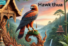 Hawk thua