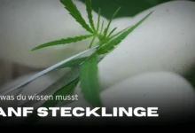 Hanfstecklinge