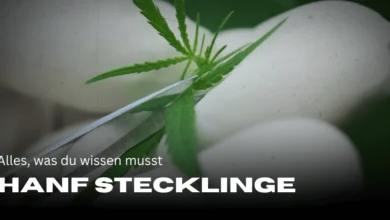 Hanfstecklinge