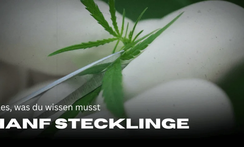 Hanfstecklinge
